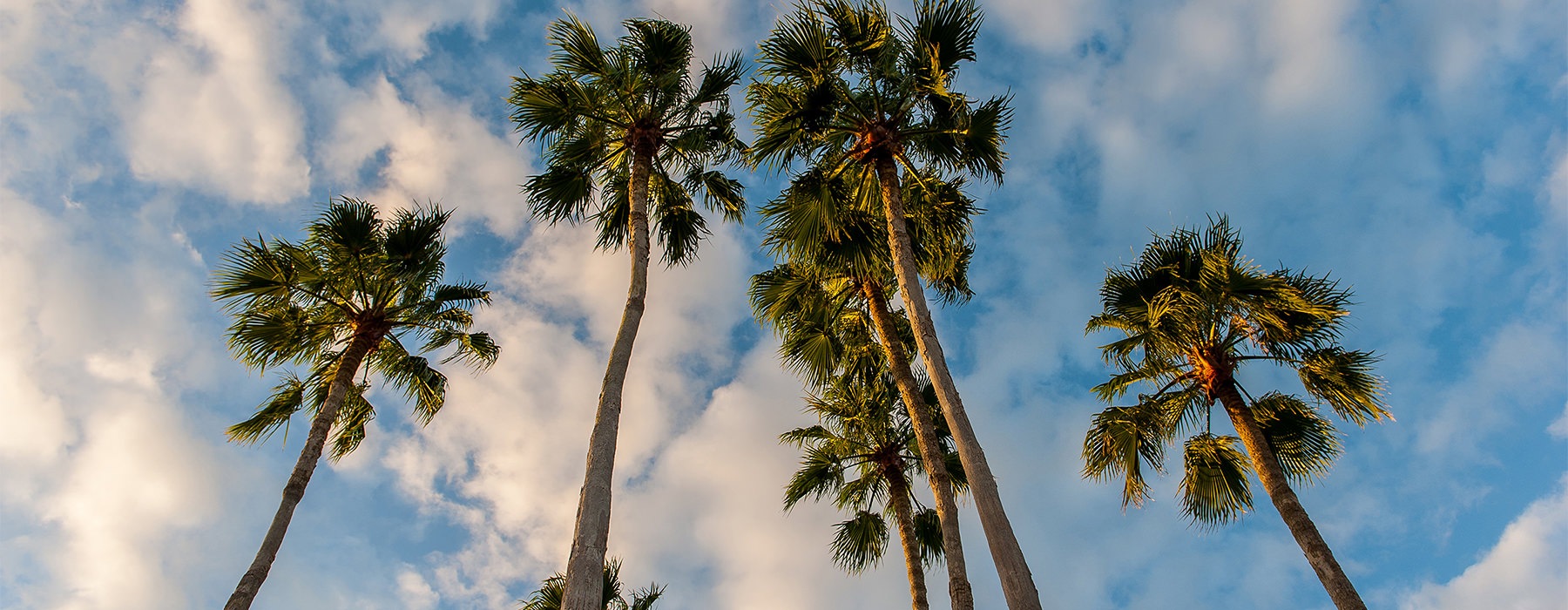 view of palm trees and the sky